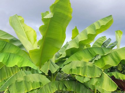 BANANA LEAVES (ARVF504)