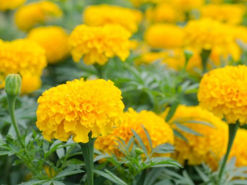 MARIGOLD / SAMANTHI(JFLS306)