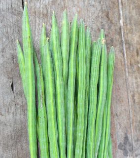 MORINGA(ARVF501)
